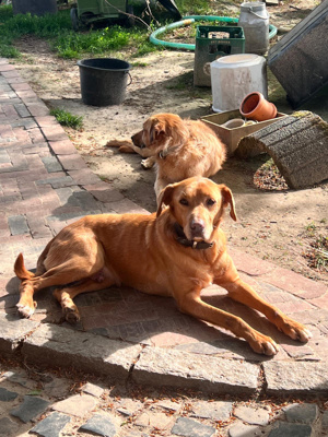 Labrador-Mix Piloto