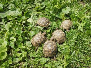 Griechische Landschildkröte  2022