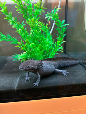 axolotl zu verschenken