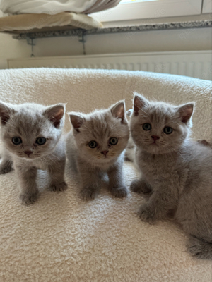 Wunderschöne BKH Kitten suchen neues Zuhause Bild 2