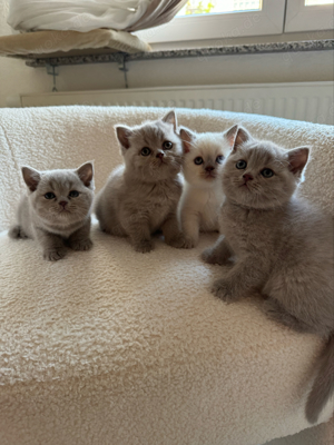 Wunderschöne BKH Kitten suchen neues Zuhause Bild 1