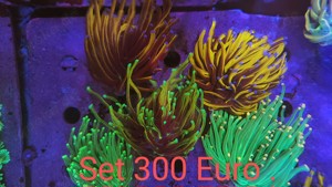 Sonderangebote korallensets meerwasser Bild 4