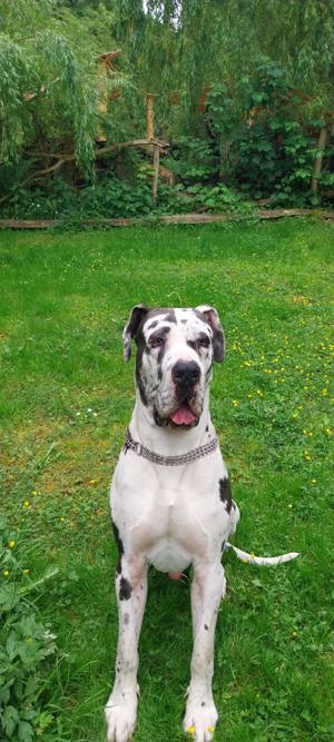 Deckrüde Deutsche Dogge Bild 4