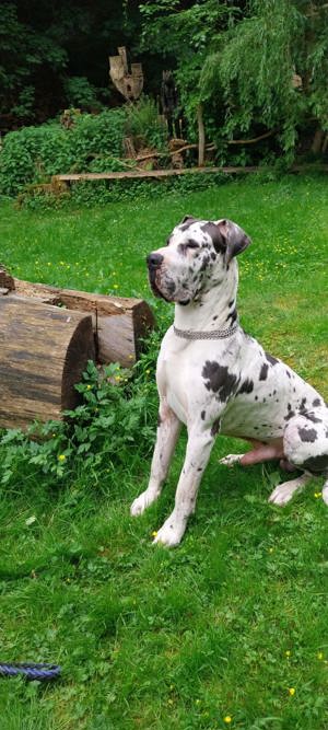 Deckrüde Deutsche Dogge Bild 2