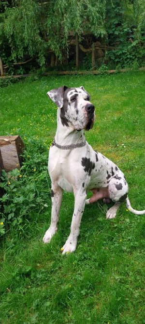Deckrüde Deutsche Dogge Bild 3