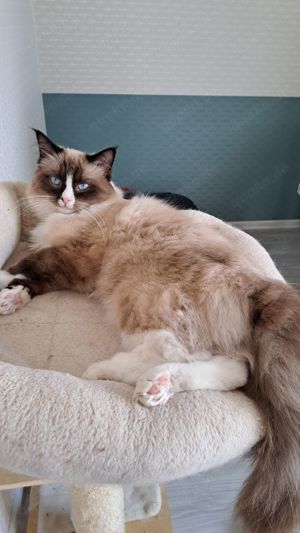 Ragdoll Kater mit Staummbaum