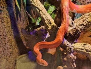 Kornnatter Hypo Bloodred Pied Sided Striped het. Amel 