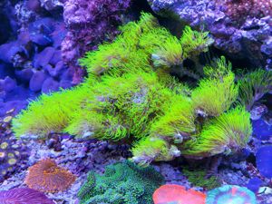 Korallenableger LPS, Discosoma, Zoanthus, Lederkorallen Bild 3
