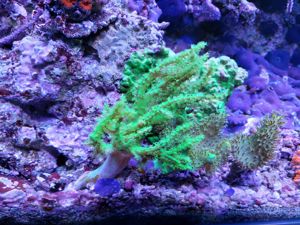 Korallenableger LPS, Discosoma, Zoanthus, Lederkorallen Bild 6