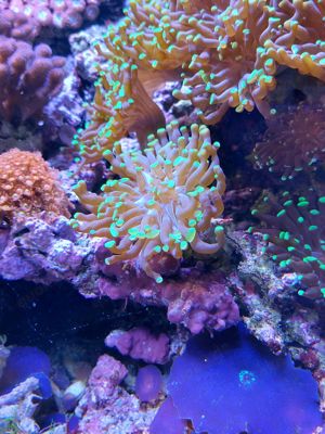 Korallenableger LPS, Discosoma, Zoanthus, Lederkorallen Bild 7