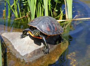 Schildkröten Suche