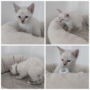 Reinrassige Bengalkitten Kitten Bengal Katze Kater Baby Bild 6