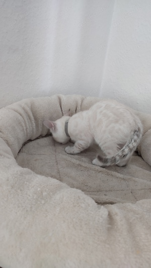 Reinrassige Bengalkitten Kitten Bengal Katze Kater Baby Bild 10
