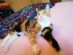 BKH Perser Mix Katze weiblich 10 Monate alt Bild 2