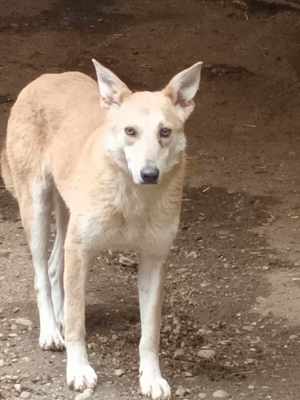 Fanny - liebevolle Maus sucht endlich ein Körbchen