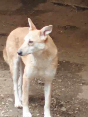 Fanny - liebevolle Maus sucht endlich ein Körbchen Bild 4
