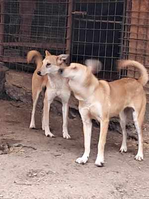 Fanny - liebevolle Maus sucht endlich ein Körbchen Bild 6