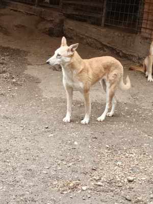 Fanny - liebevolle Maus sucht endlich ein Körbchen Bild 5