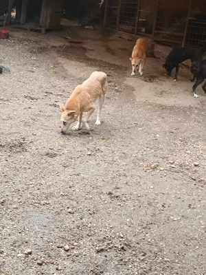 Fanny - liebevolle Maus sucht endlich ein Körbchen Bild 3