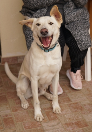 Thor, geb. ca. 03 2018, lebt in GRIECHENLAND, auf einer privaten Pflegestelle  Bild 7