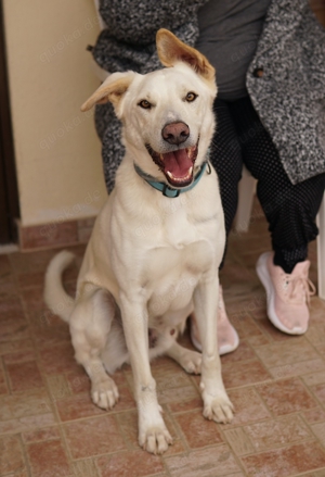 Thor, geb. ca. 03 2018, lebt in GRIECHENLAND, auf einer privaten Pflegestelle  Bild 8