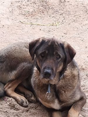 Askan sucht seine Familie Bild 2