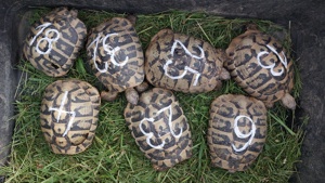 Adulte Dalmatinische Landschildkröten zu vermitteln