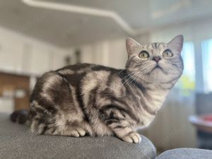 Wunderschöne BKH Kitten in Whiskas-Look, letztes Mädchen, mit Stammbaum Bild 10