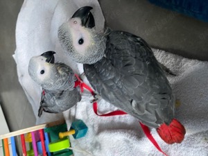 Graupapageien-Babys handzahm abzugeben Bild 7