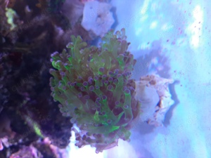 Lps koralle euphyllia paradivisa 'bicolor' Bild 4