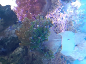 Lps koralle euphyllia paradivisa 'bicolor' Bild 2