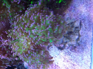 Lps koralle euphyllia paradivisa 'bicolor' Bild 5