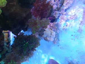 Lps koralle euphyllia paradivisa 'bicolor' Bild 3