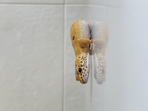 Leopardgeckos mit Terrarium abzugeben  Bild 1