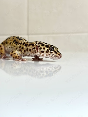 Leopardgeckos mit Terrarium abzugeben  Bild 3