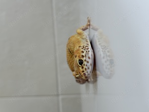 Leopardgeckos mit Terrarium abzugeben  Bild 2