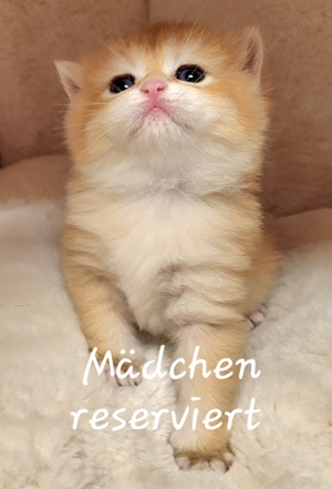 BKH golden schel +shaded kitten mit Stammbaum  Bild 3