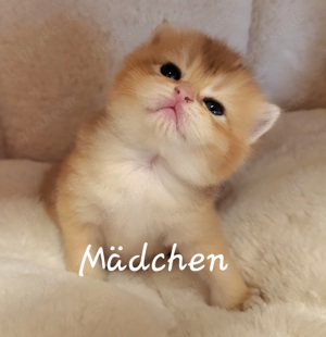 BKH golden schel +shaded kitten mit Stammbaum  Bild 8