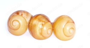 Archachatina marginata ovum, Achatschnecken, Schnecken, Ovums