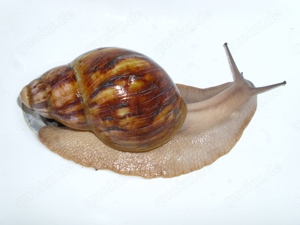 Archachatina marginata ovum mit ca. 11 cm Hauslänge, Achatschnecke, Ovum Bild 1