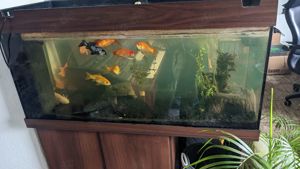 Axolotl & Fische mit und ohne Aquarium Bild 1