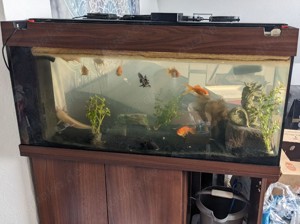 Axolotl & Fische mit und ohne Aquarium Bild 4