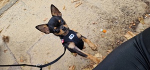 Kleiner Chihuahua Rüde Bild 3