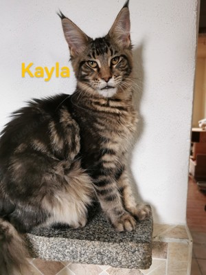 Maine Coon mit Stammbaum