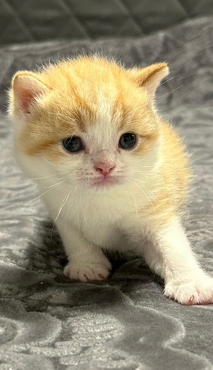 BKH  Kitten Bild 1