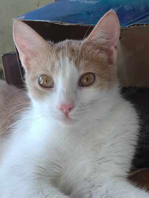 Tami, cremeweisses Katzenmädchen, kastriert Bild 1