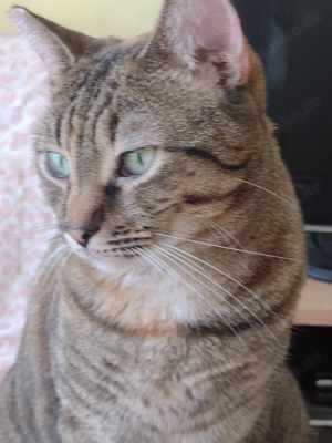 Toni, süße Katze, weibl., 3 J., kastriert  Bild 9