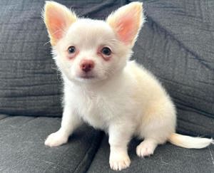 Niedlich Chihuahua-Welpen  Bild 1