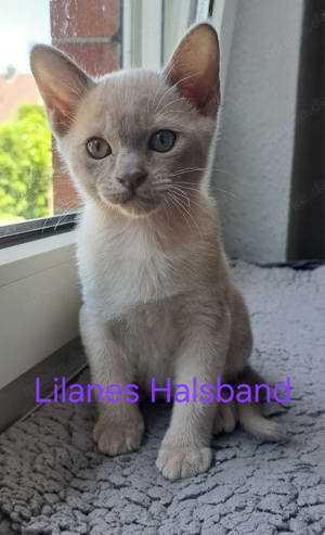 Amerikanische Burma Kitten in Chocolate, Creme Lilac Bild 3