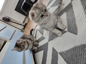 Süße Kitten suchen ein für immer Zuhause  Bild 9